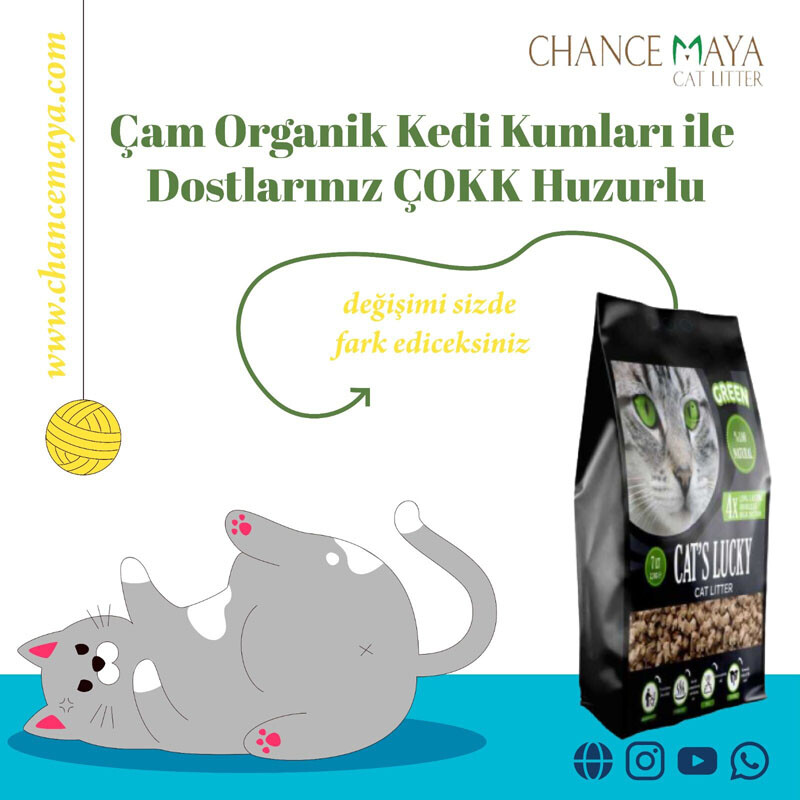Organik Kedi Kumu Hakkında Bilgiler